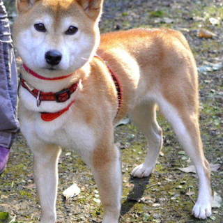 甘えっこだけど少しびびりの「ウナ」ちゃん♪