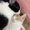 人間大好き♡　茶白　男の子 サムネイル4