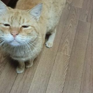 マイペースな茶トラくん