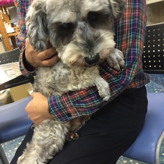 シュナウザーの成犬　