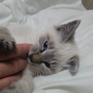 もふもふな甘えん坊