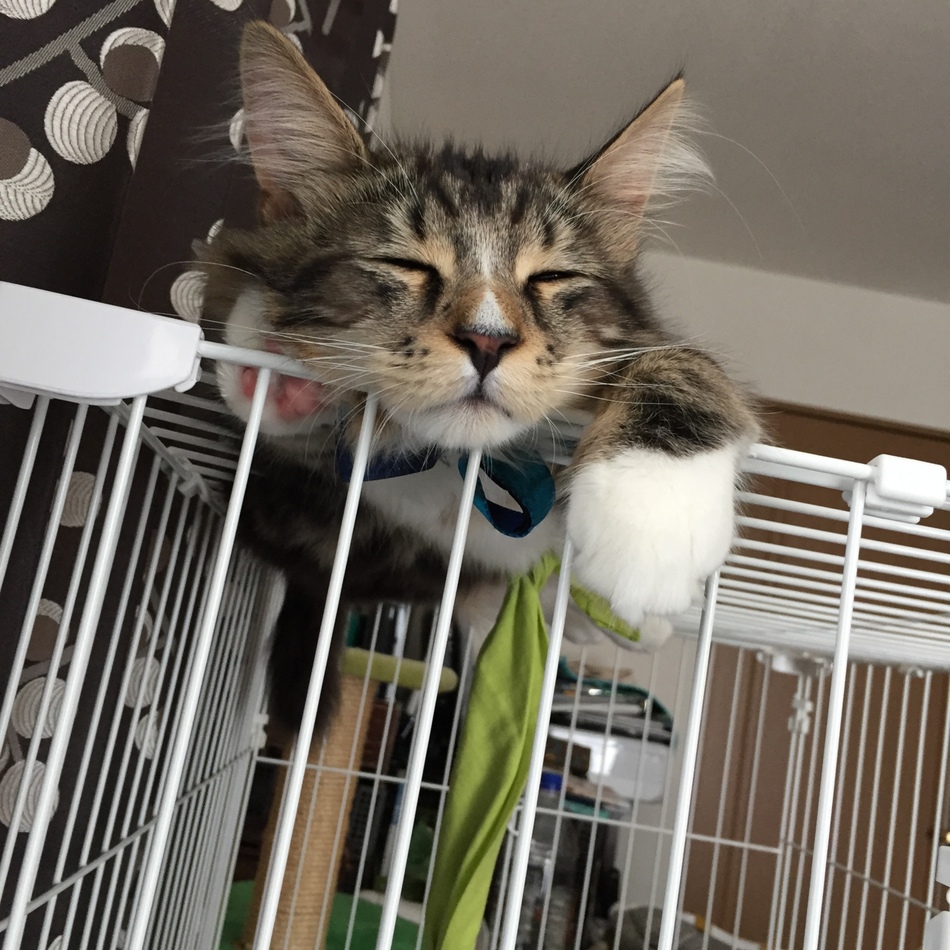 虎太朗のカバー写真