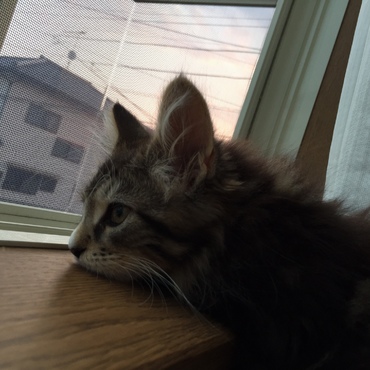 思いにふける