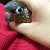 もみじ