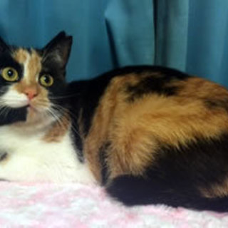 アケミちゃん　6か月くらいの女の子