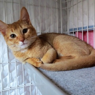 飼い主さん募集してます