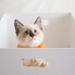 とっても可愛いラグドールMixの花梨です(^^)