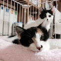 子猫兄妹（約３ヶ月）の里親さん募集！