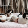 子猫兄妹（約３ヶ月）の里親さん募集！ サムネイル5