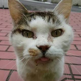 急ぎ 愛嬌のよいかわいい三毛猫