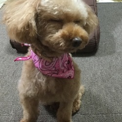 「メイのIDタグが‥‥」サムネイル3