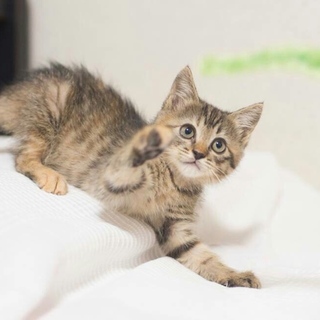 可愛いムギワラの杏です(^^)