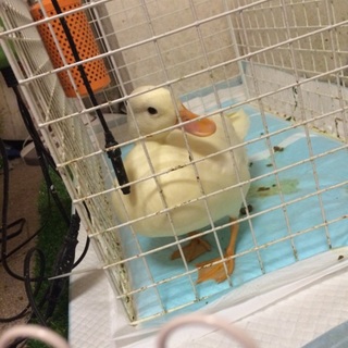 可愛いコールダック♪