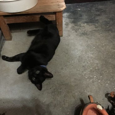 わざわざ玄関のコンクリートの上にゴローンするチェロ君。