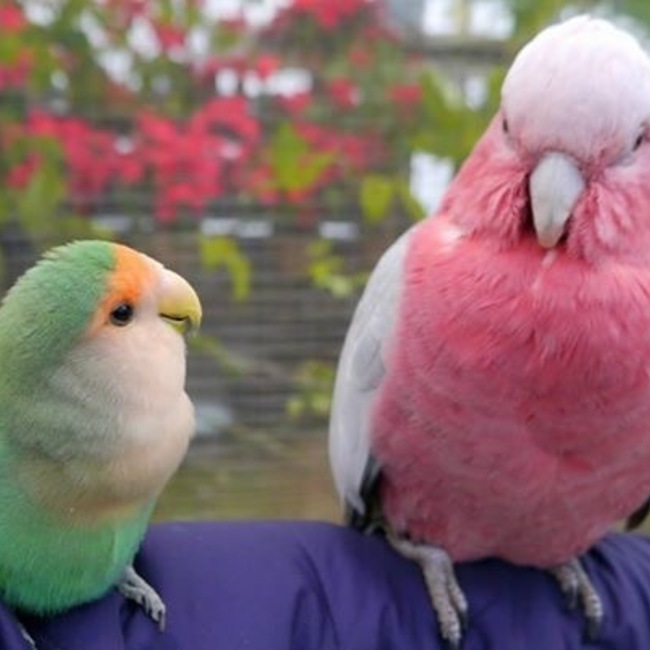 yoshiko_neneのカバー写真