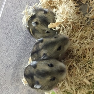 ジャンガリアンハムスターの里親探しています