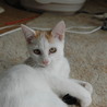 白に茶のポイントの男の子です サムネイル4
