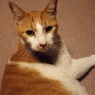 １２歳ですが健康です