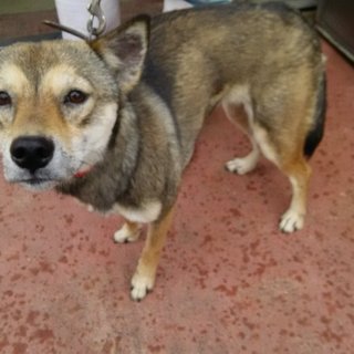 飼い主都合による持込・・人馴れしたいい子です。