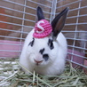 保護うさぎ：シプちゃん♀健診問題なしです サムネイル6