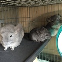 チンチラ親子3匹☆募集中！