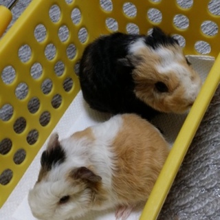 里親決まりました！みなさんありがとうございます。