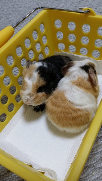 里親決まりました！みなさんありがとうございます。 サムネイル2