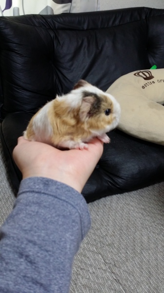 里親決まりました！みなさんありがとうございます。 サムネイル3