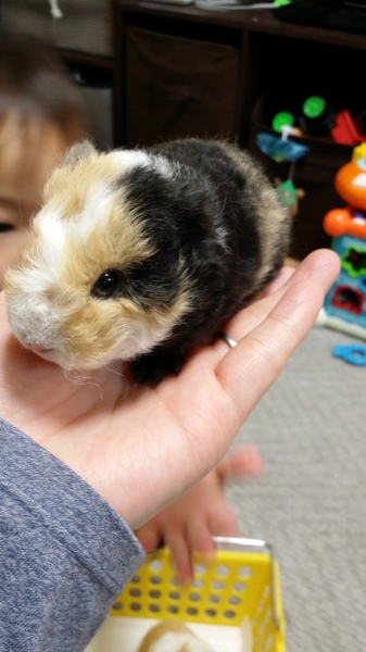 里親決まりました！みなさんありがとうございます。 サムネイル4