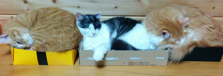 ボス的存在女子☆黒白長毛メス サムネイル2