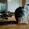 ボス的存在女子☆黒白長毛メス サムネイル5