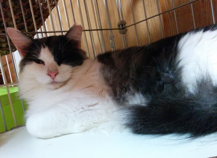 ボス的存在女子☆黒白長毛メス サムネイル7