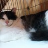 ボス的存在女子☆黒白長毛メス サムネイル7