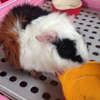 可愛がってあげてください(^^)