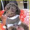 トイプードル　５歳 サムネイル2