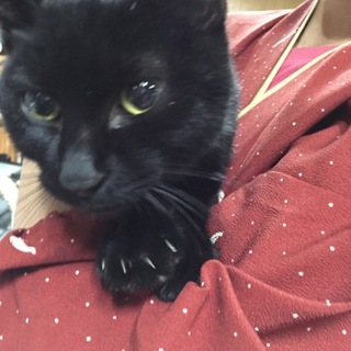 穏やかな黒猫ちゃんです