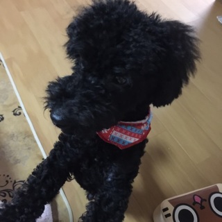 大切に大切に育てて頂ける里親様を募集してます！！