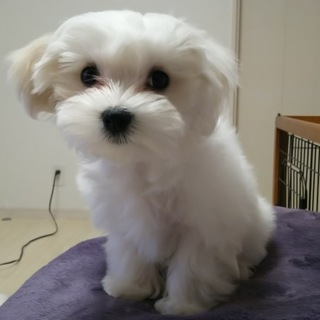 里親様決まりました！