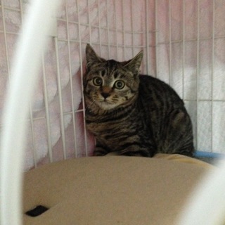 キジネコ三兄妹の里親募集中❗