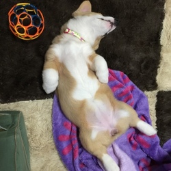 ワクチン2回目接種完了