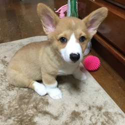 「ワクチン2回目接種完了」サムネイル2