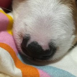 「ワクチン2回目接種完了」サムネイル3