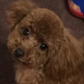 里親さん募集いたします