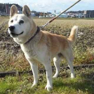 保健所収容＊お散歩大好き男の子