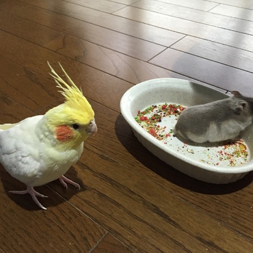 オカメインコのペレットを横取り