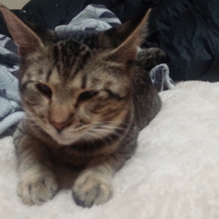 ライオンの子？寄り目のモズク君♡