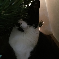 「Merry Christmas 　☆彡」サムネイル2