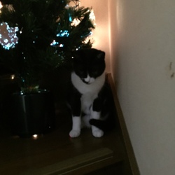 「Merry Christmas 　☆彡」サムネイル3