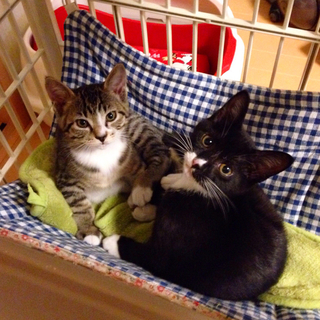 里親さん決定！ありがとうございました。