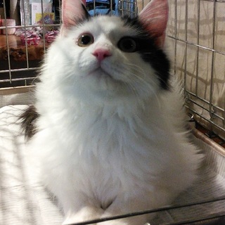 人間大好き！とにかく甘えたいもふもふタカダくん